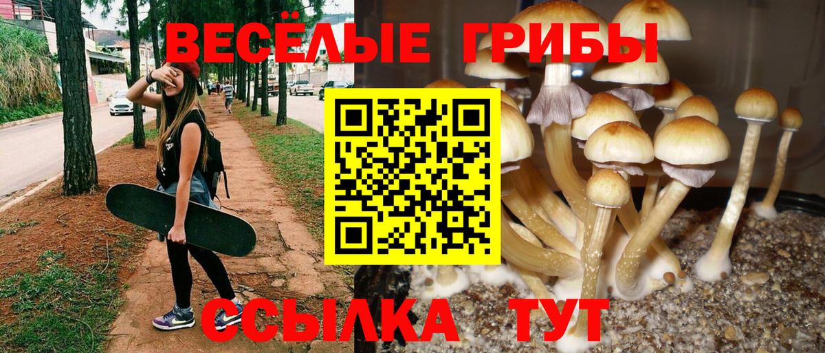 Галлюциногенные грибы Cubensis Горячий Ключ